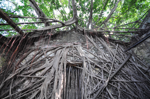 Anping Tree House